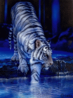 /album/gyik-cheek/feher-tigris-gif/
